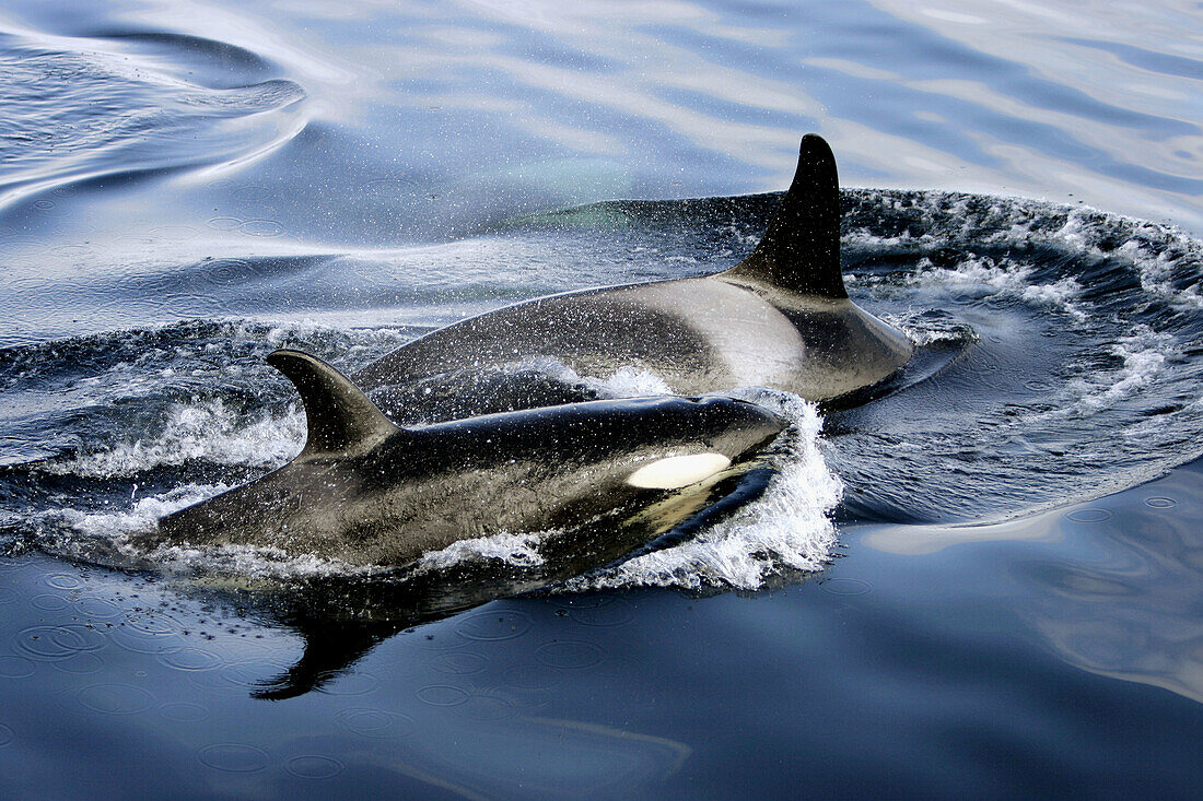 Orca pair (Orcinus orca - also known as killer whale) surfacing together in Southeast Alaska, USA.