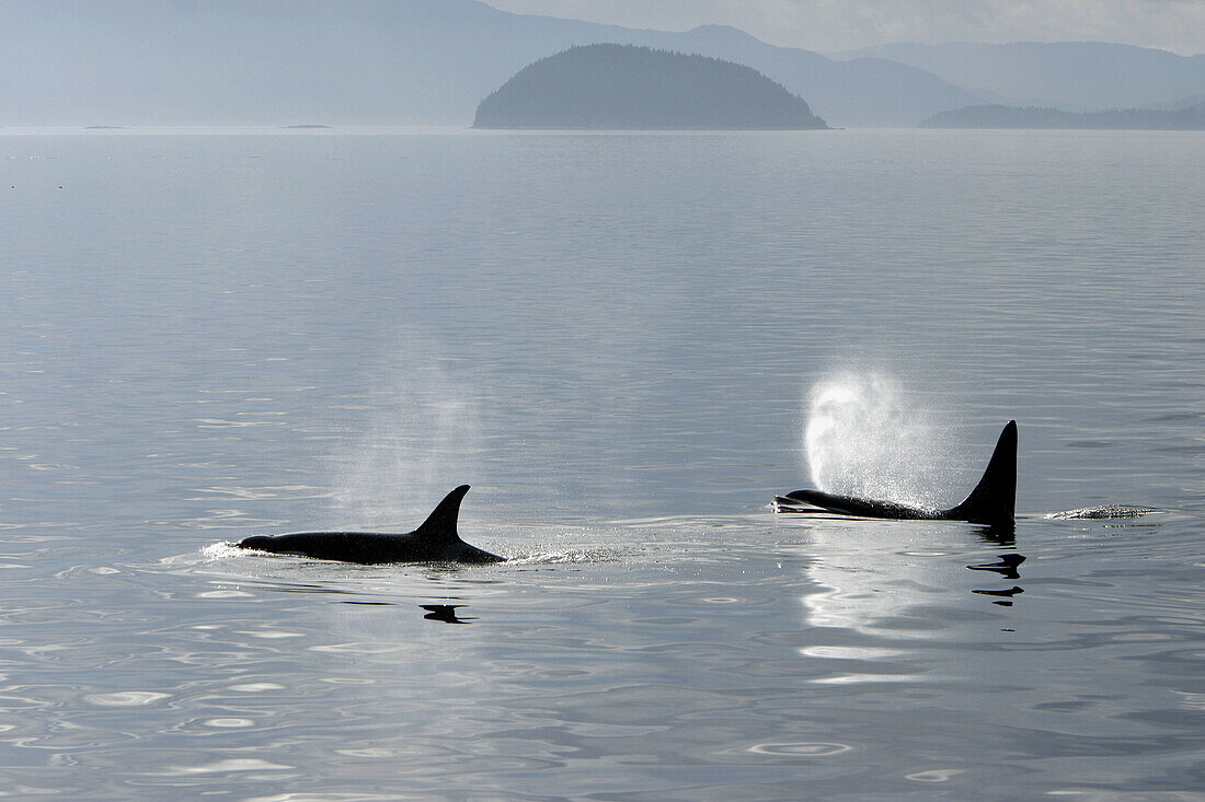 Orca pair (Orcinus orca - also known as killer whale) surfacing together in Southeast Alaska, USA.