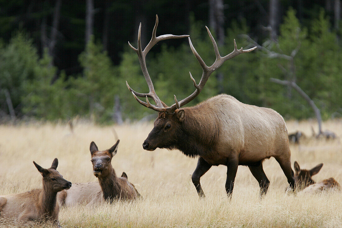 Bull Elk (Cervus elaphus) with harem in Yellowstone National Park, Wyoming, USA.