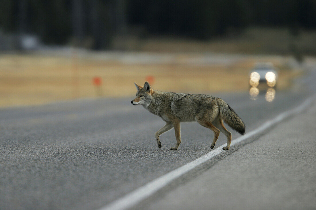 Adult coyote (Canis latrans) stalking prey in high grass. Yellowstone National Park, Wyoming, USA.