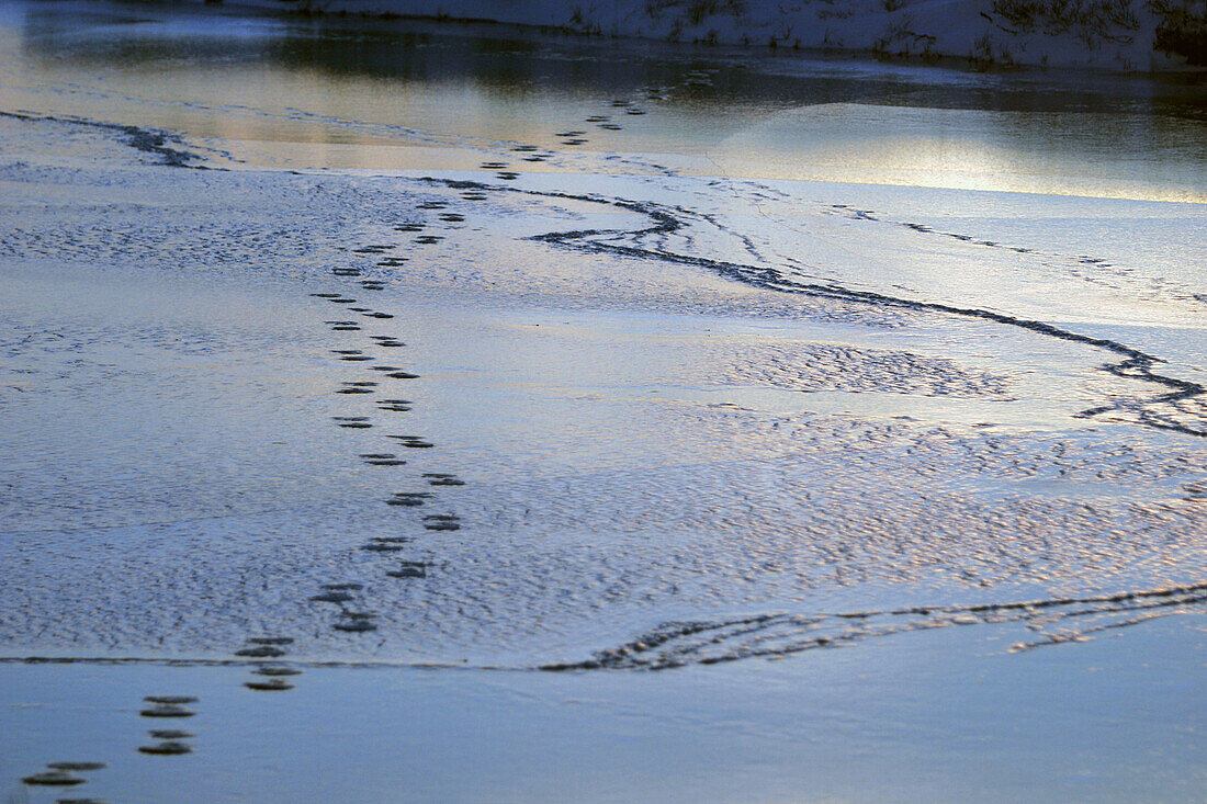 Polar Bear tracks on ice in late fall just outside. Churchill, Manitoba, Canada.