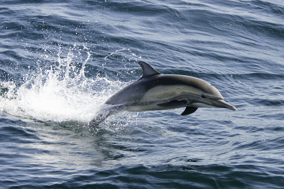 Adult Long-beaked Common Dolphins (Delphinus capensis) leaping in the Gulf of California (Sea of Cortez), Mexico.