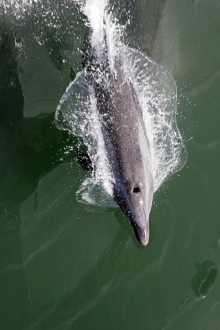 Bottlenose Dolphin (Tursiops truncatus) bow-riding near the Baja California Penninsula, Mexico.