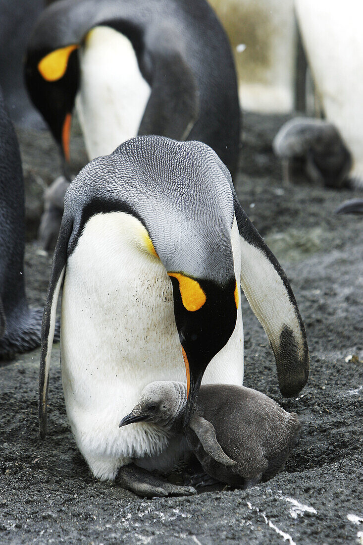 King Penguin (Aptenodytes patagonicus) parent feeding chick on South Georgia Island, southern Atlantic Ocean
