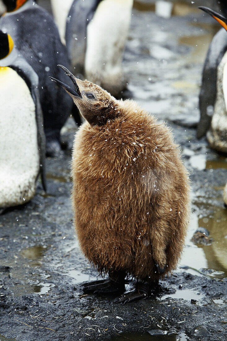 King Penguin chick (Aptenodytes patagonicus) on South Georgia Island, southern Atlantic Ocean