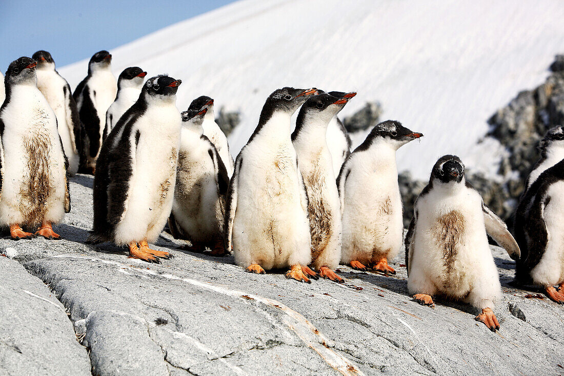 Gentoo Penguin (Pygoscelis papua) creche (gathering of chicks while adults are out to sea feeding) in Antarctica