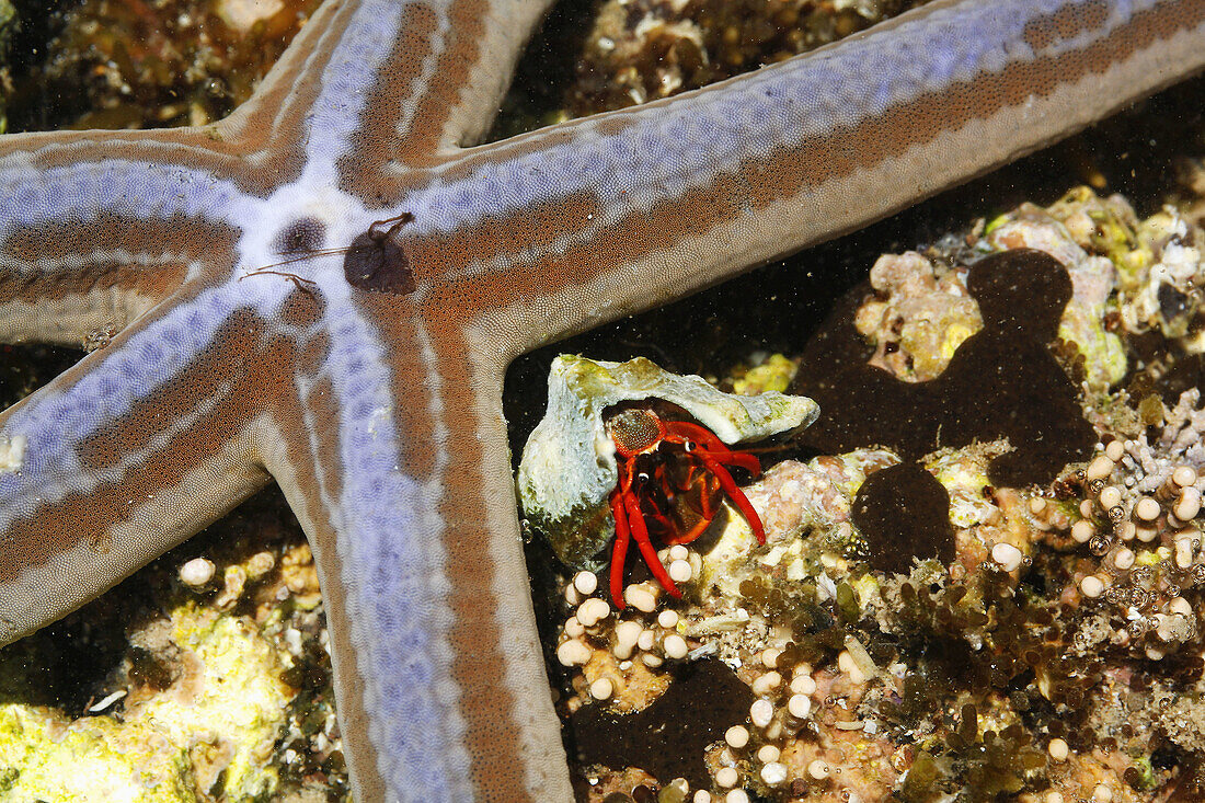 Life in a tidepool - macro close-up details of a starfish (probably Phataria unifascialis) and a hermit crab, the tiny inhabitants in a tidepool in the Gulf of California (Sea of Cortez), Mexico.