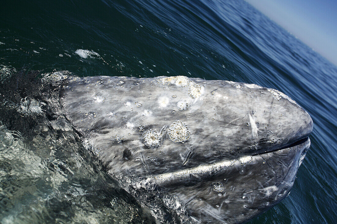 California gray whale (Eschrichtius robustus) in the calm waters of San Ignacio Lagoon, Baja California Sur, Mexico.