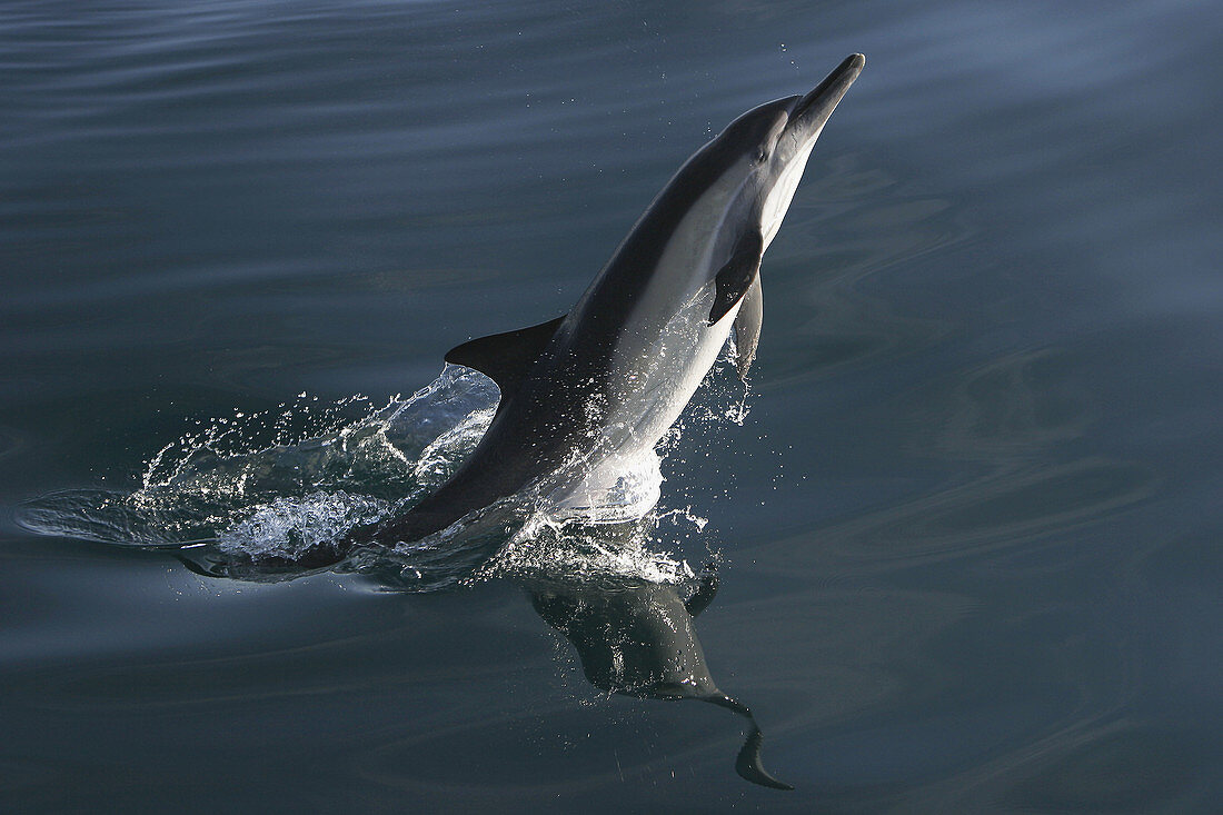 Long-beaked Common Dolphin (Delphinus capensis) leaping in the Gulf of California (Sea of Cortez), Mexico.