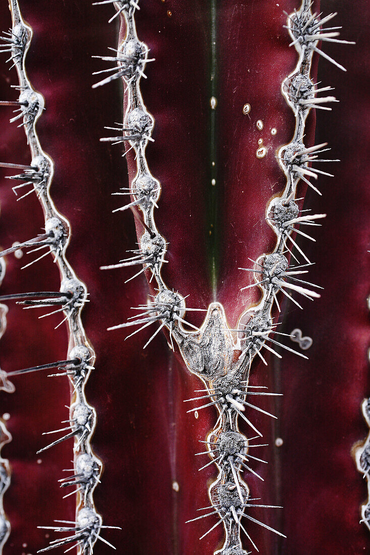 Detail of Cactus of the Sonoran Desert (the red tones denote stress in the plant from lack of water - drought conditions cause this) in the Baja Peninsula, Mexico.