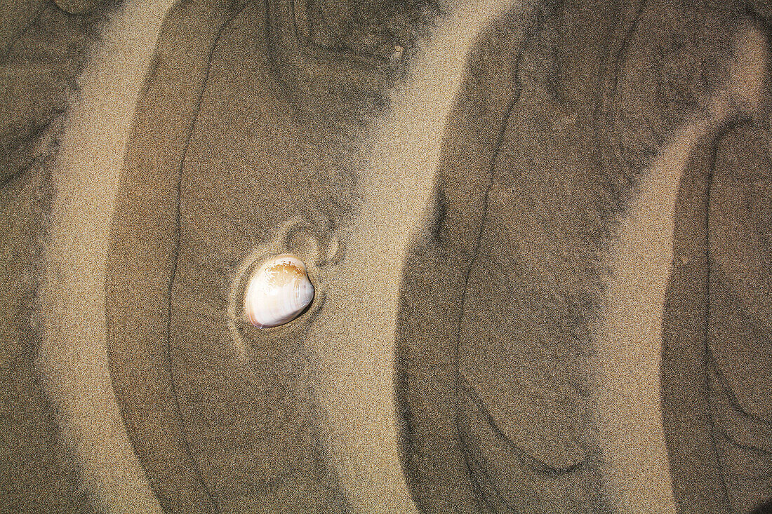 Clam shell in the patterns in the sand dunes of Isla Magdalena on the Pacific side of the Baja Peninsula, Mexico.