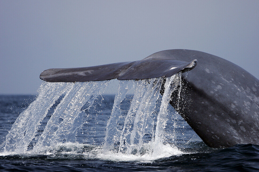 Adult blue whale (Balaenoptera musculus) fluke-up dive in the offshore waters of Santa Monica Bay, California, USA. The blue whale is the largest animal to ever live on the planet Earth!