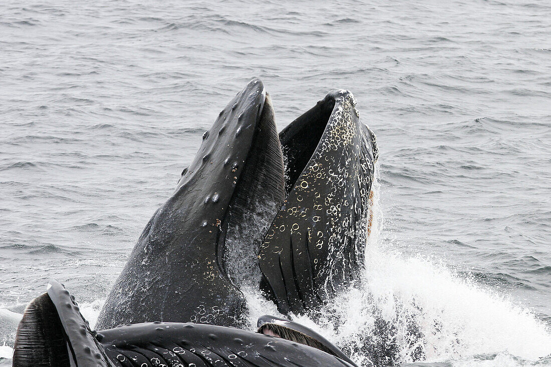 Humpback Whales (Megaptera novaeangliae) cooperatively bubble-net feeding in Southeast Alaska, USA. Pacific Ocean.
