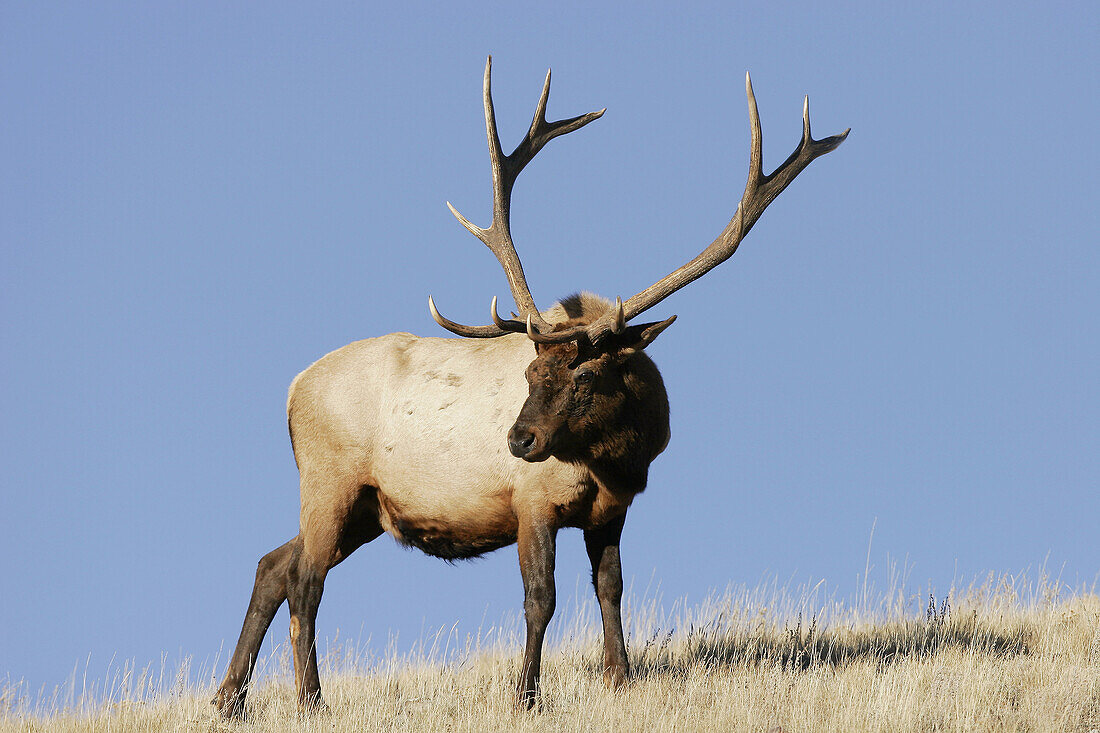 Adult bull Elk (Cervus elaphus) during mating season (rut) in Yellowstone National Park, Wyoming, USA.