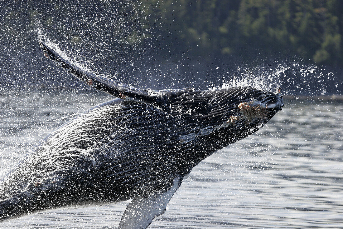 Humpback whale calf (Megaptera novaeangliae) breaching in Southeast Alaska, USA. Pacific Ocean.