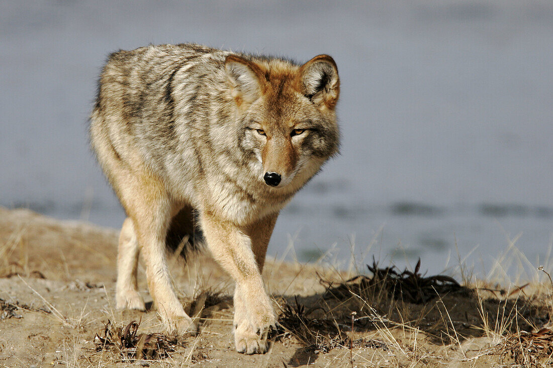 Adult coyote (Canis latrans) searching for prey in Yellowstone National Park, Wyoming, USA.