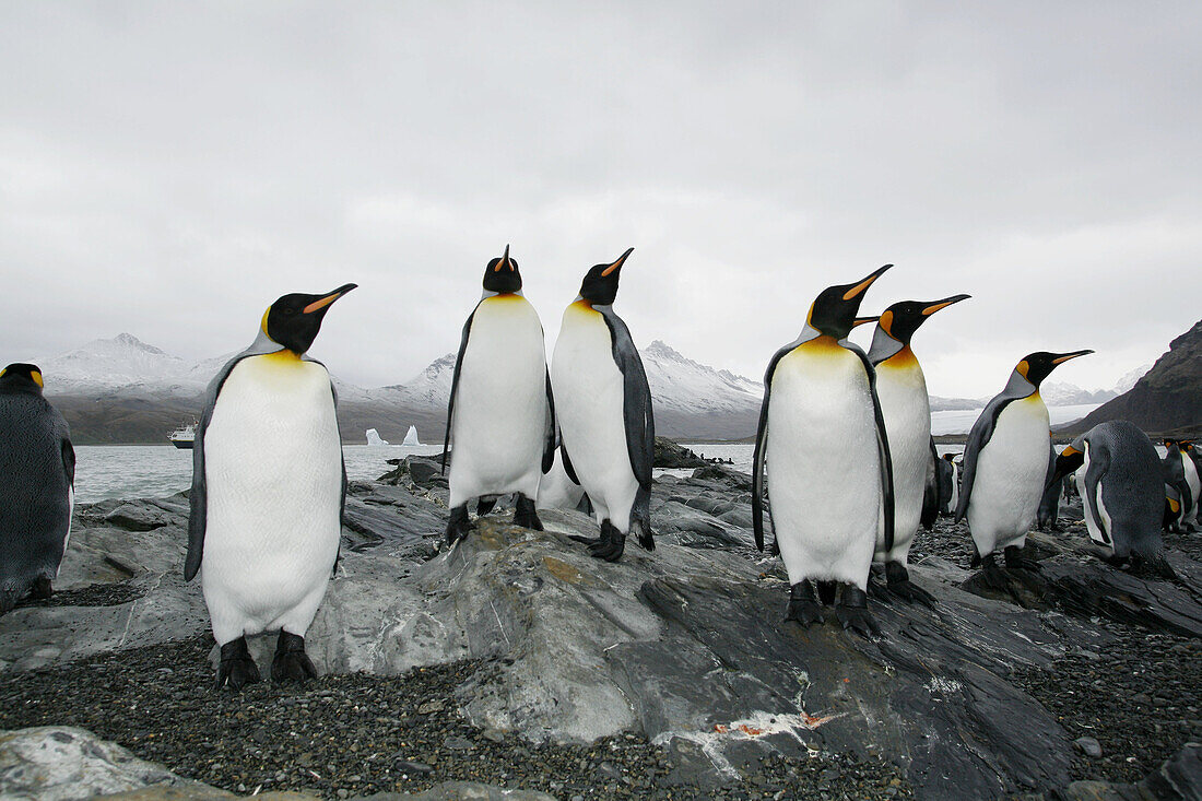 King penguin (Aptenodytes patagonicus) colony of nesting animals numbering about 7,000 nesting pairs at Fortuna Bay on South Georgia Island, South Atlantic Ocean.