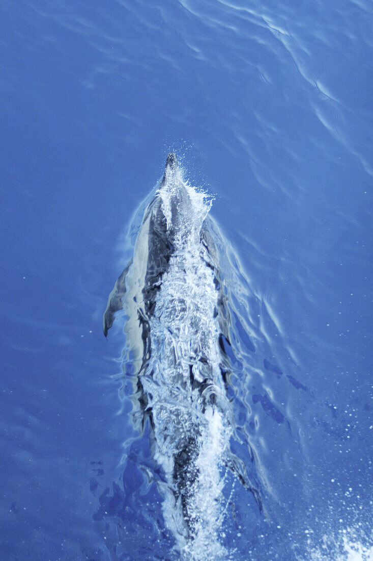 Short-beaked common dolphin (Delphinus delphis) in the calm waters surrounding the Canary Islands off the coast of Africa. North Atlantic Ocean.