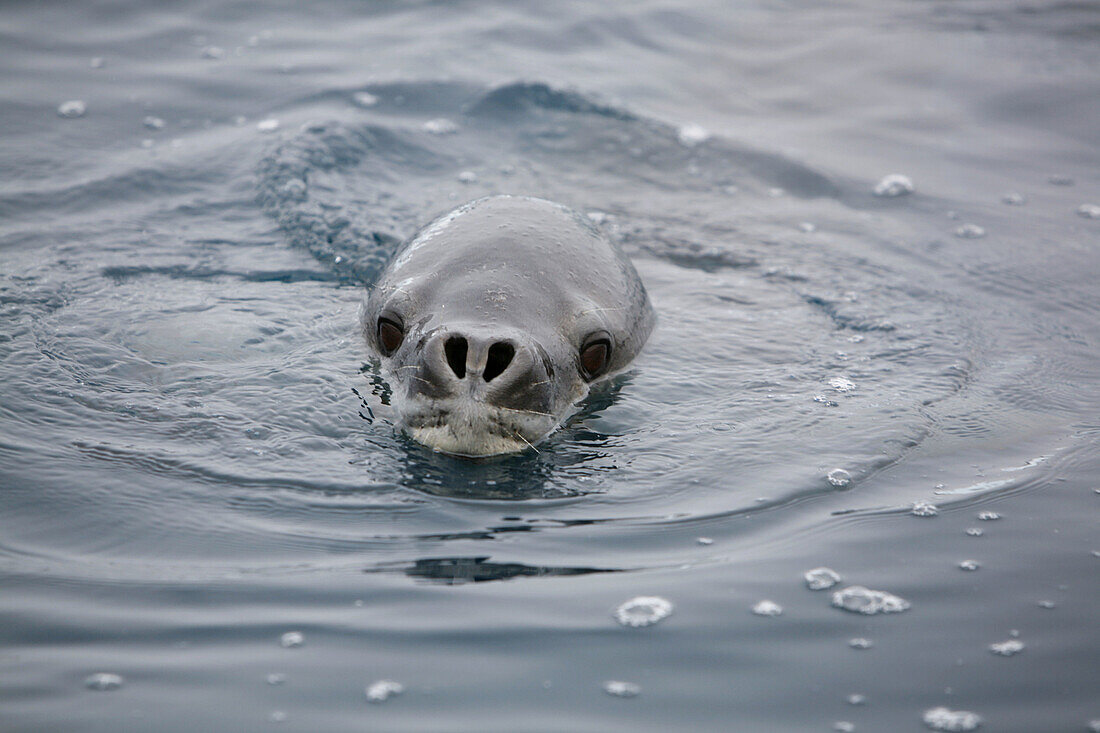 An adult Leopard Seal (Hydrurga leptonyx) in and around the Antarctic Peninsula. This is the only pinniped in the world known to have attacked and killed a human being.
