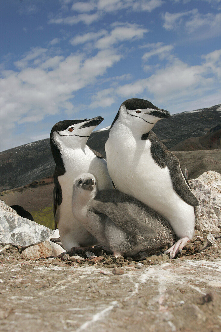 Chinstrap Pinguin,  (Pygoscelis antarctica) in their breeding and nesting grounds in and around the Antarctic Peninsula.