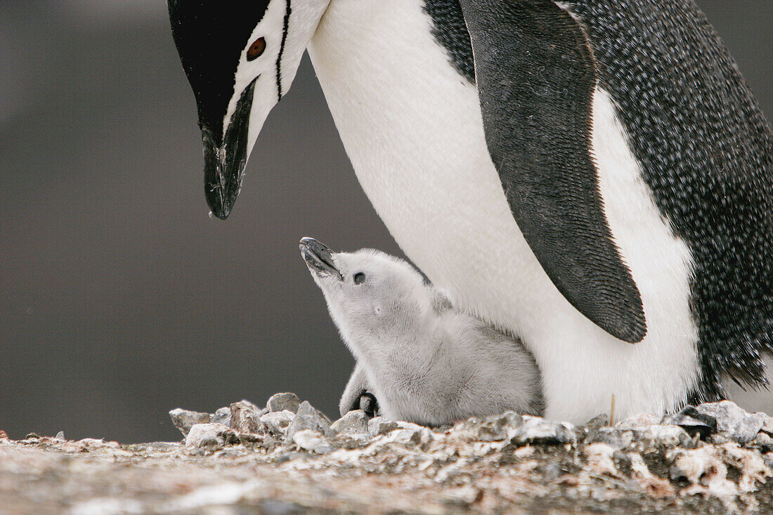 Chinstrap penguins (Pygoscelis antarctica) in their breeding and nesting grounds in and around the Antarctic Peninsula.