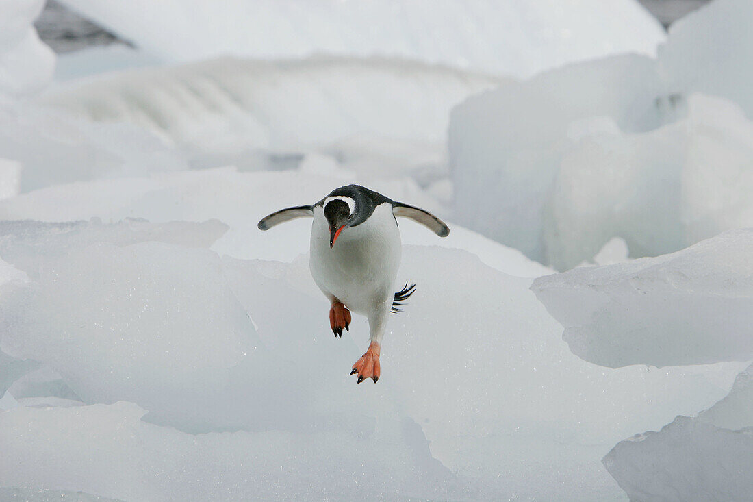 Gentoo penguin (Pygoscelis papua)