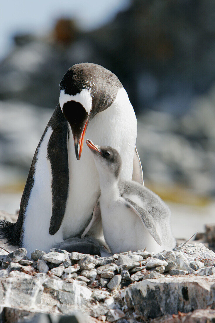 Gentoo penguin (Pygoscelis papua)