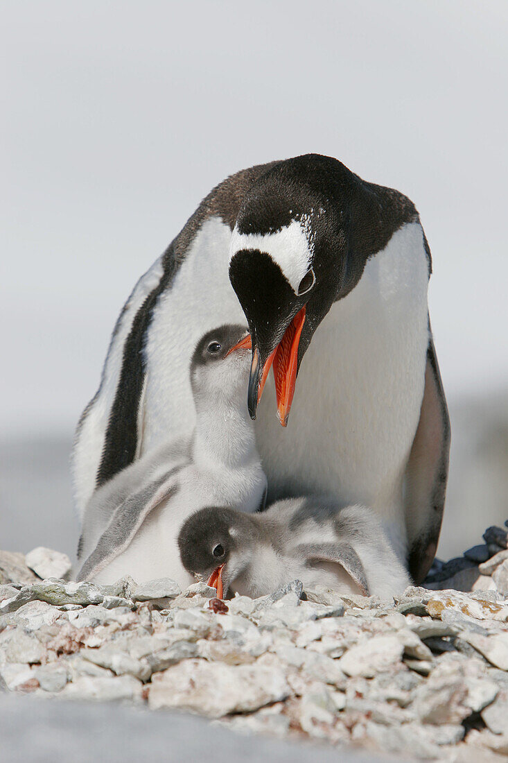 Gentoo penguin (Pygoscelis papua)