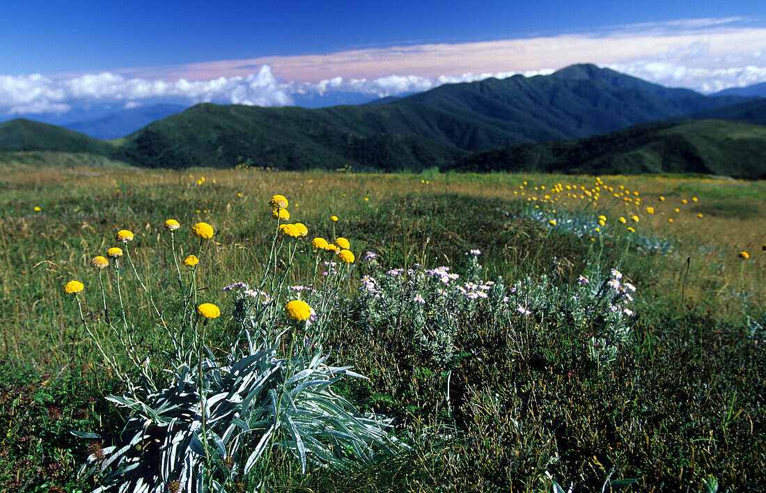 Alpine National Park, view from Mt. Hotham to Mt. Feathertop and Razorback, Victoria, Australia