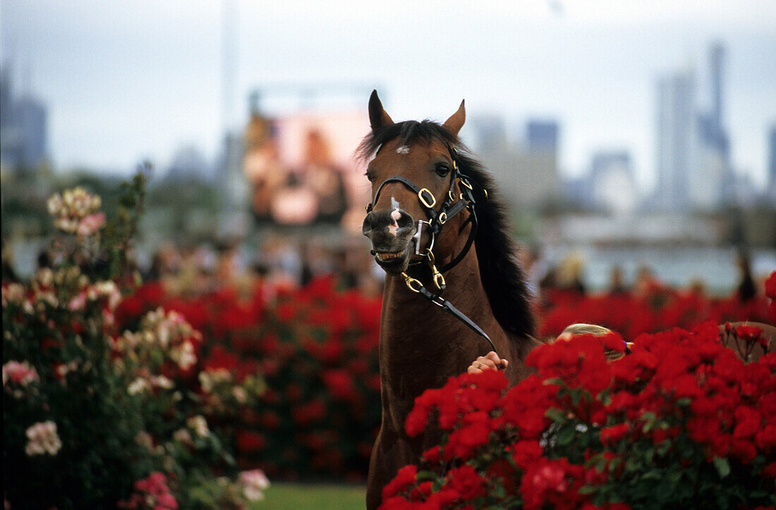 Ein Pferd bei Pferderennen, Melbourne Cup, Melbourne, Victoria, Australien