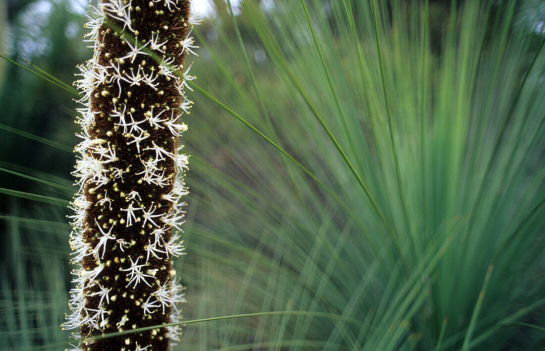 Lower Glenelg National Park, Die Blüte eines Grassbaumes, Xanthorrhoea, Victoria, Australien