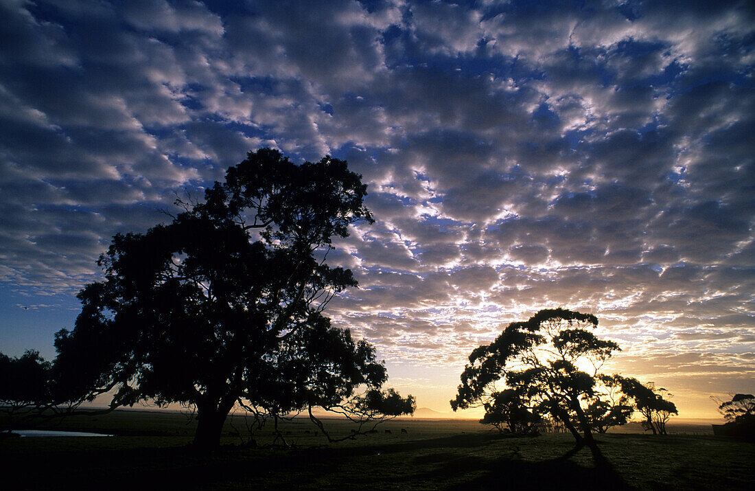 Ländliche Szenerie mit Weiden und Eukalypten zum Sonnenaufgang, nahe Yanakie, Victoria, Australien