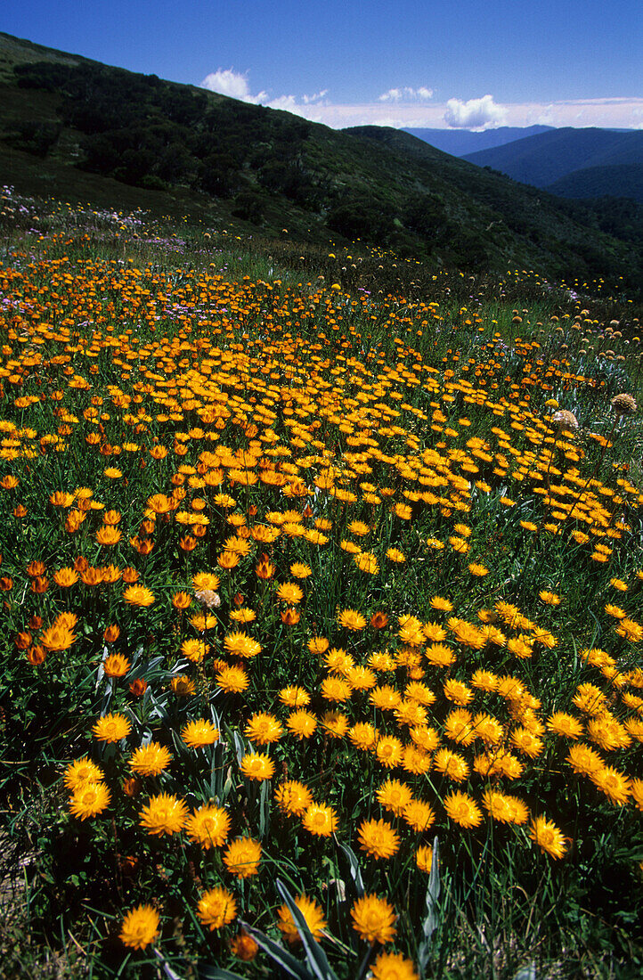 A field full of flowers, Alpine National Park, Alpine Sunrays near Mt. Hotham, Victoria, Australia