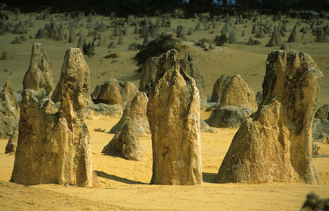 Die Kalksteinsäulen der Pinnacles, Nambung National Park, Westaustralien, Australien