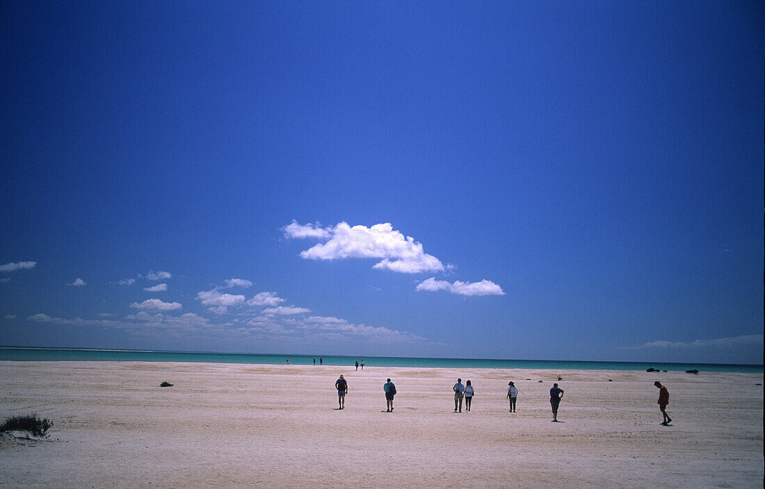 Shark Bay, Der aus unzähligen winzigen Muschelschalen aufgebaute Shell Beach, Westaustralien, Australien