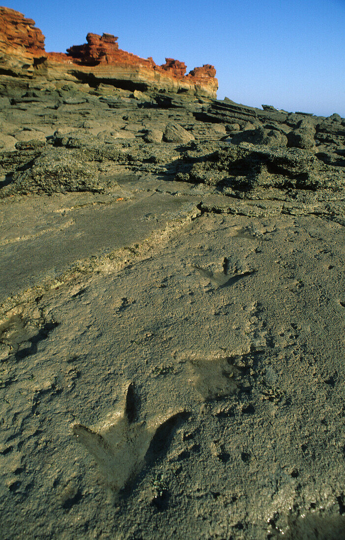 Dinosaur foot prints at Gantheaume Point, Broome, Western Australia, Australia