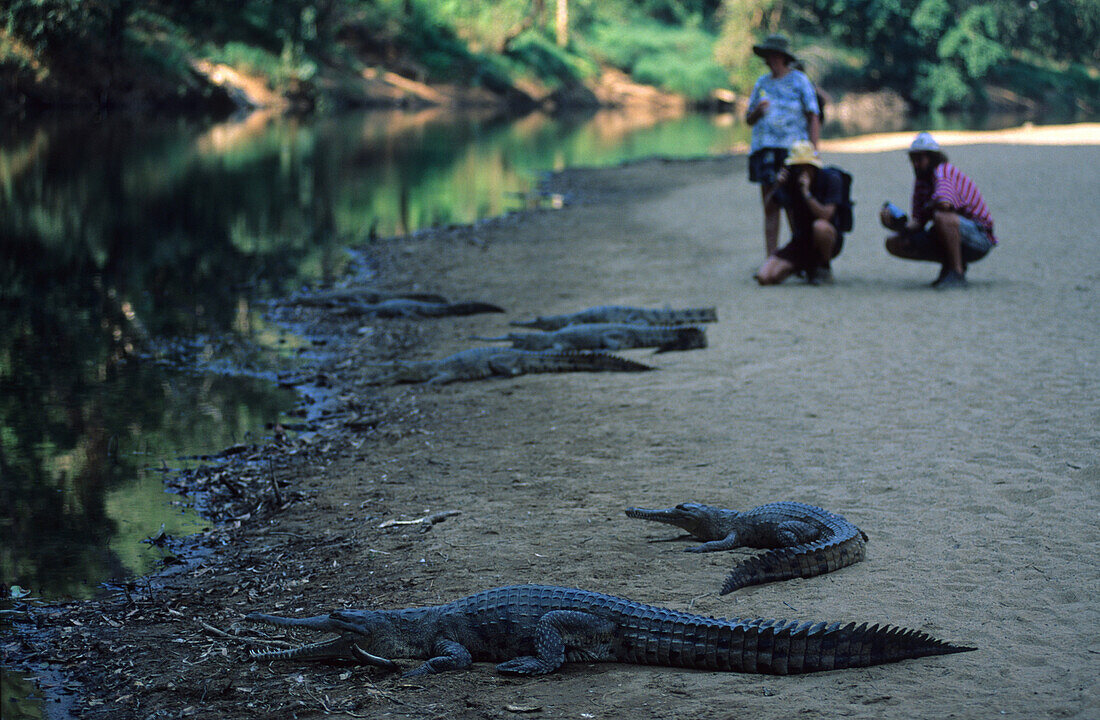 Windjana Gorge National Park, Touristen und Süsswasserkrokodile am Lennard River, Westaustralien, Australien