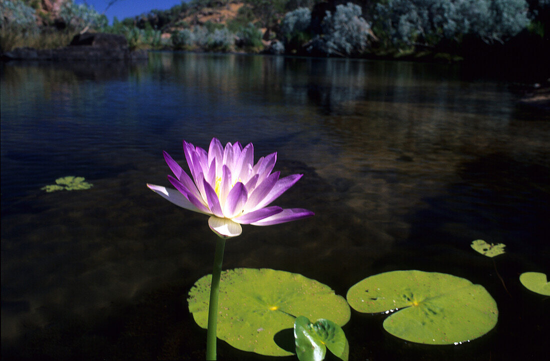 Wasserlilie am Manning River, Gibb River Road, Westaustralien, Australien