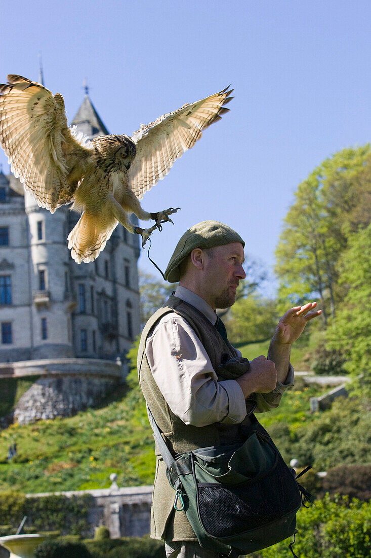 Eine Eule, ein Bengalischer Uhu, Bubo begalensis, landet auf dem Kopf eines Mannes, eines Falkners, Dunrobin Castle, Schloss in Schottland,  Schottland, Großbritannien, MR