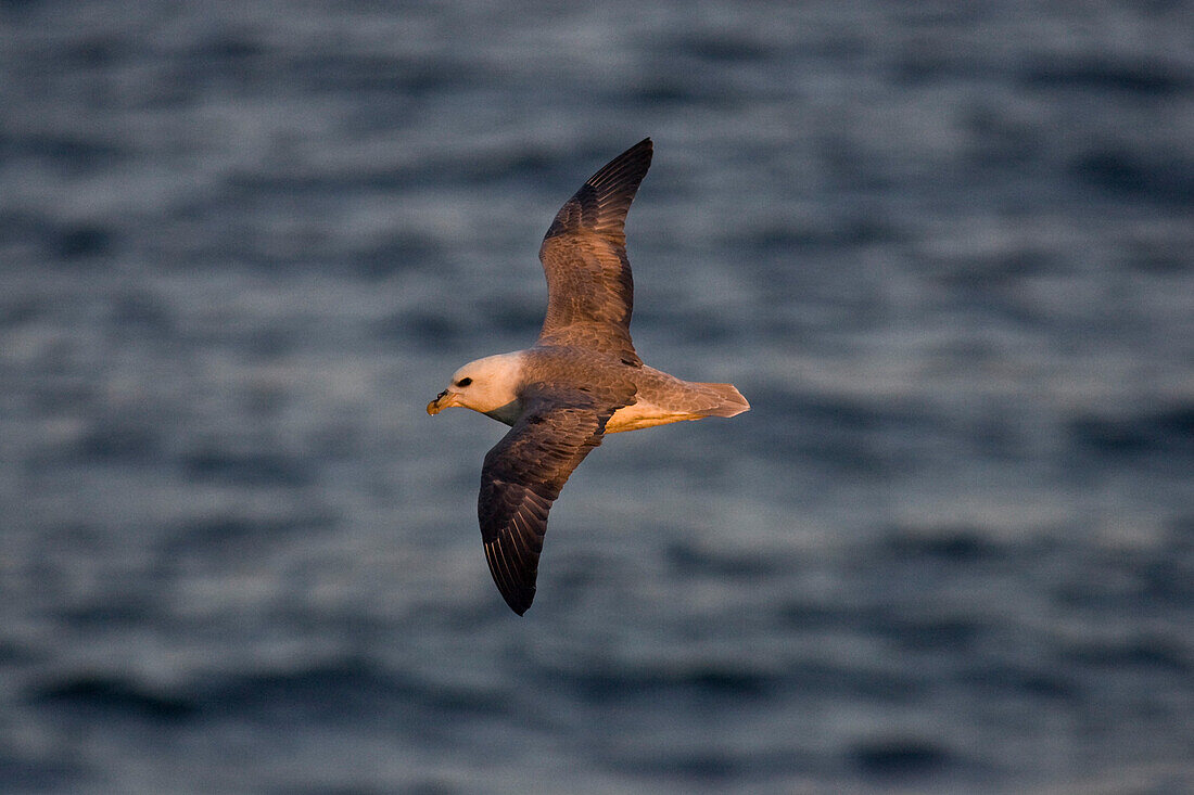 Eissturmvogel, Fulmarus glacialis, fliegt über das Meer, Shetland Islands, Schottland, Großbritannien