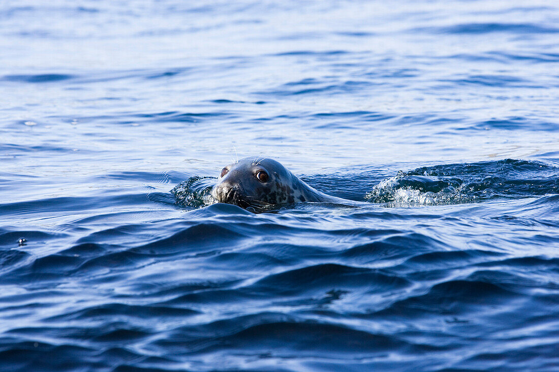 A Grey Seal, Halichoerus grypus, swimming in the sea, Shetland Islands, Scotland, Great Britain