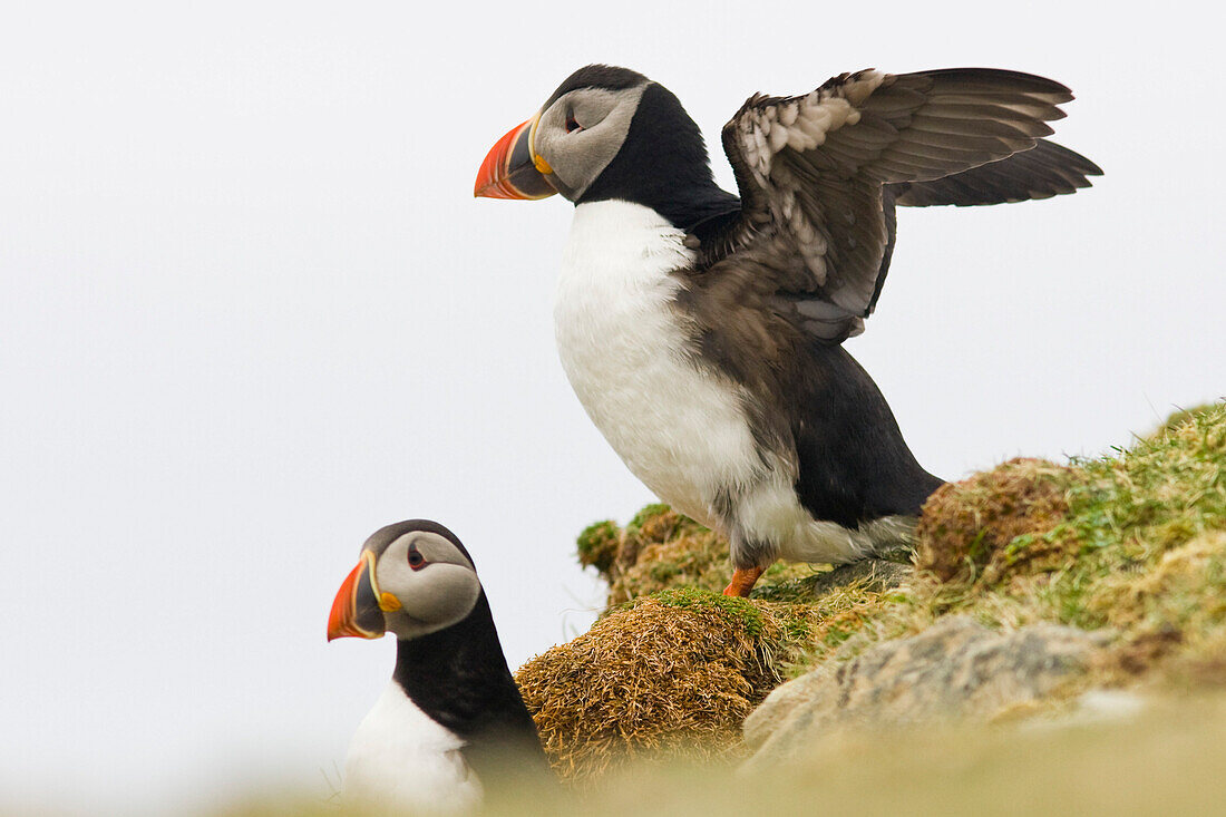 Zwei Vögel, Seevögel, Papageitaucher, Fratercula arctica, Shetland Islands, Schottland, Großbritannien