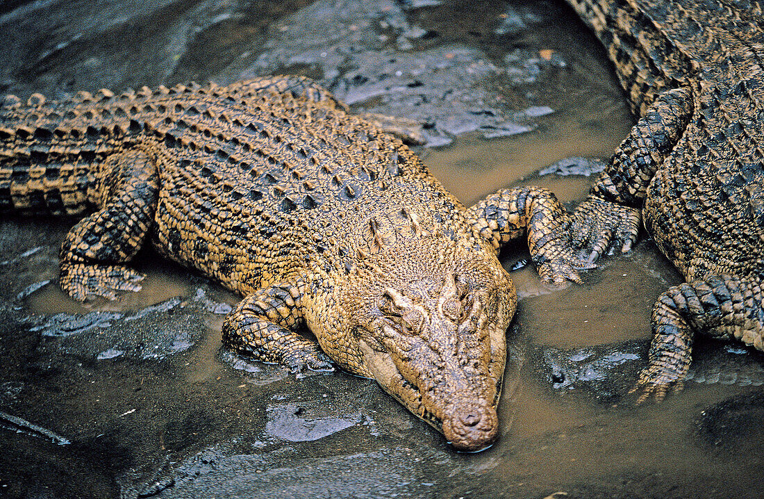 Siamese crocodile (Crocodylus siamensis). Chitwan national park. Nepal