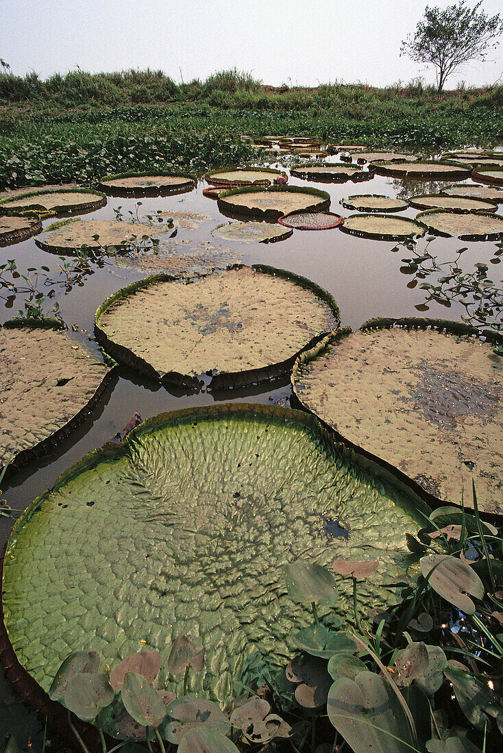 Victoria water lilly (Victoria amazonica) or (Victoria regia). Amazone river. Moxos. Bolivia