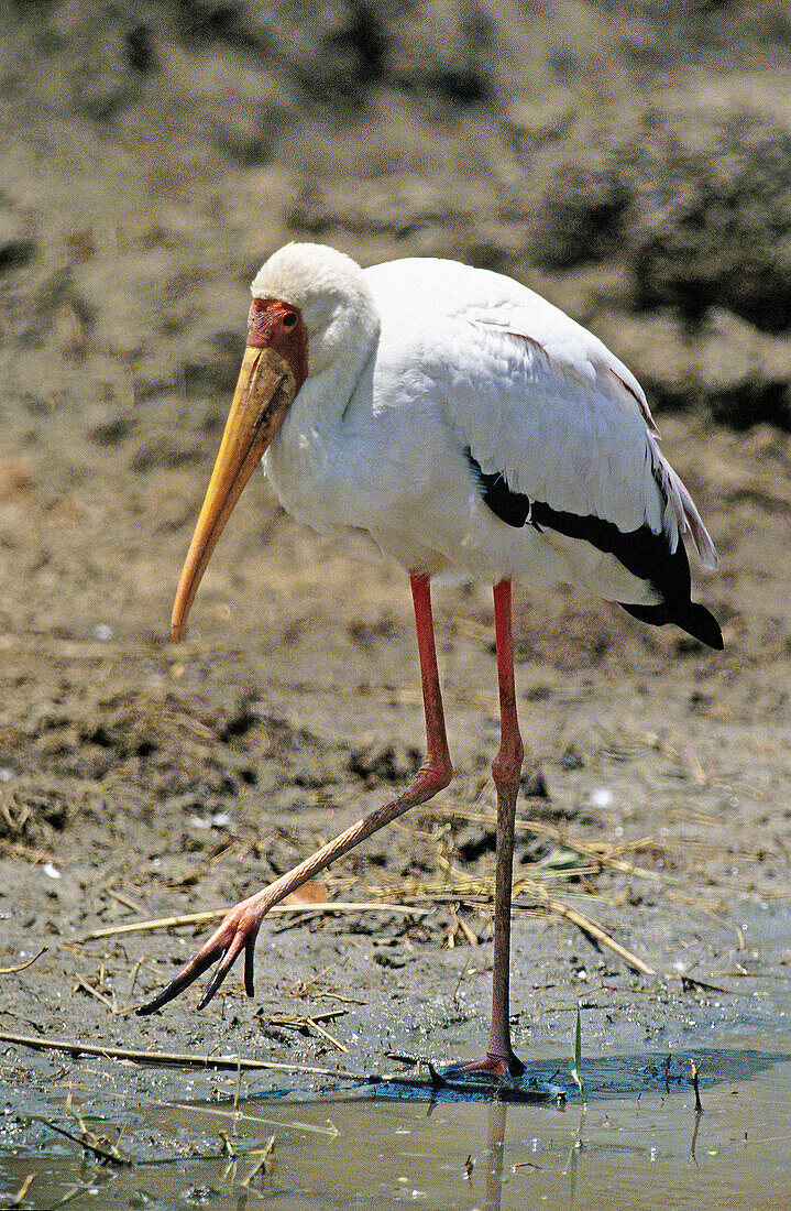 Yellowbilled stork (Mycteria ibis). Serengeti National Park. Tanzania