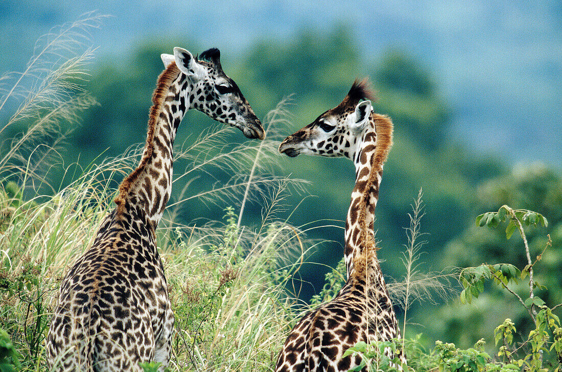 Giraffe (Giraffa camelopardalis). Serengeti National Park. Tanzania