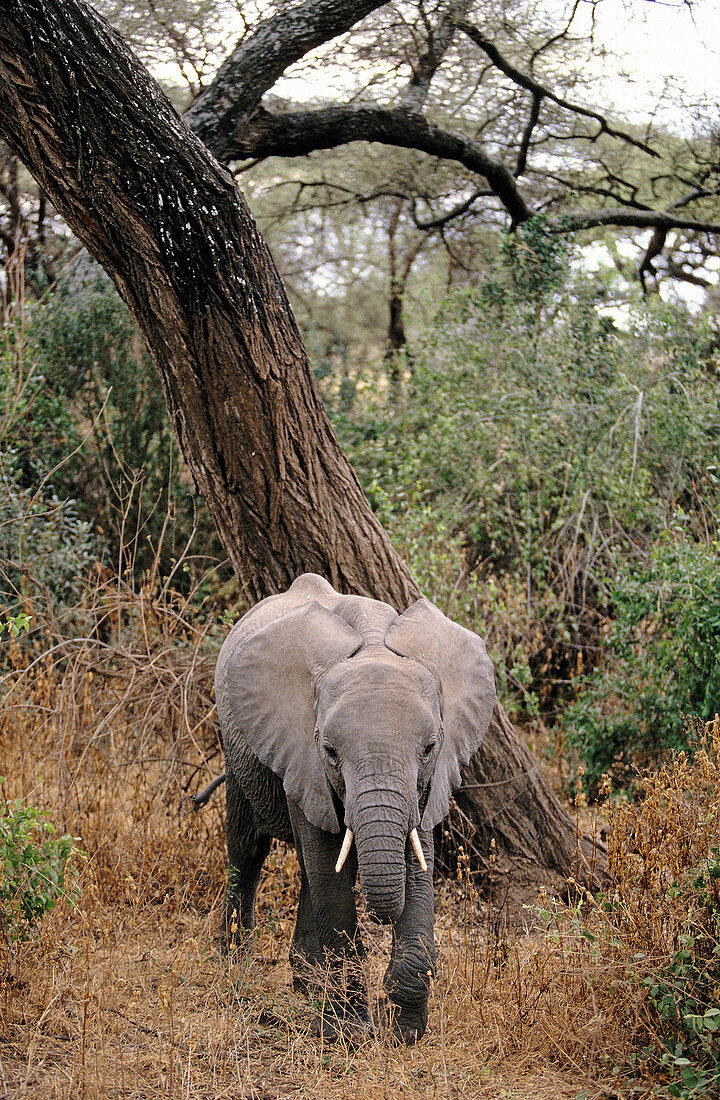 African elephant (Loxodonta africana). Tanzania