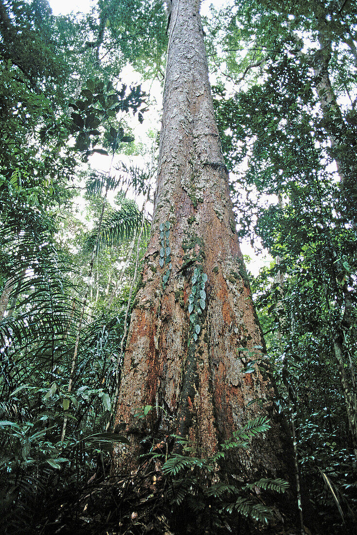 Tree at rainforest. Amazonia. Brasil