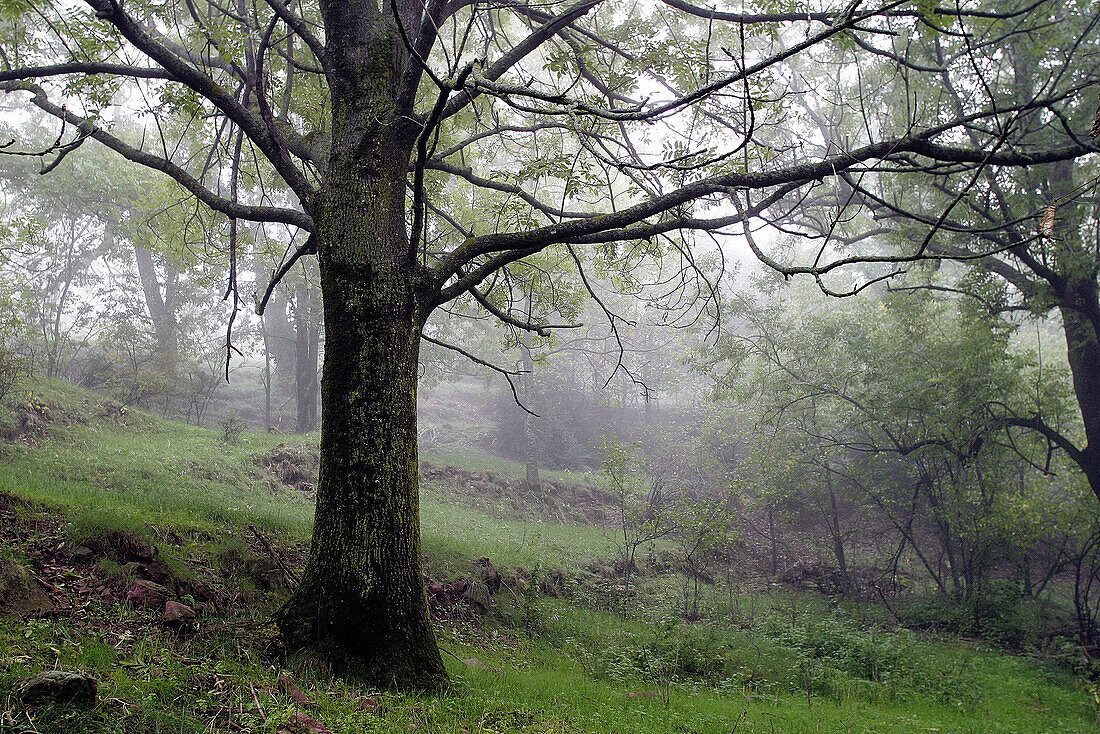 Deciduous Forest at Cadi Moixero Natural Park. Catalonia. Pyrenees. Spain