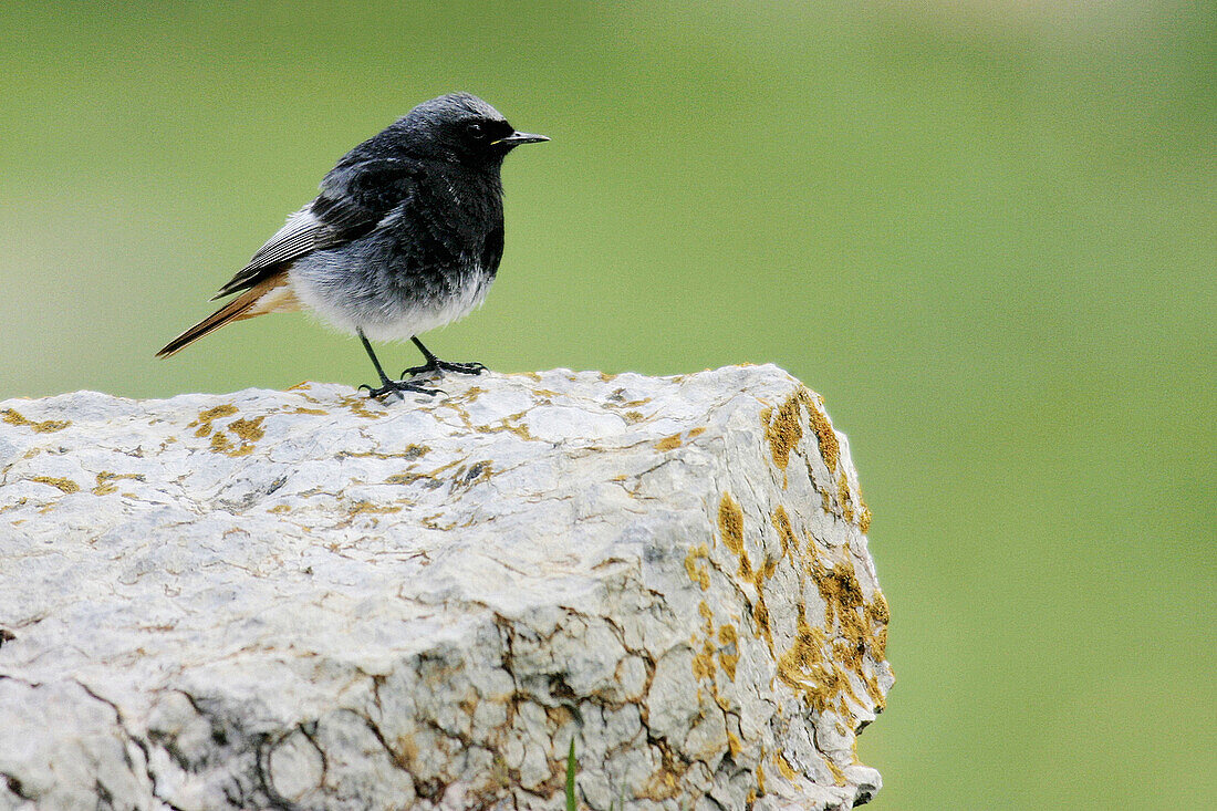 Colirrojo Tizón (Phoenicurus ochruros). Pyrenees. Catalonia. Spain